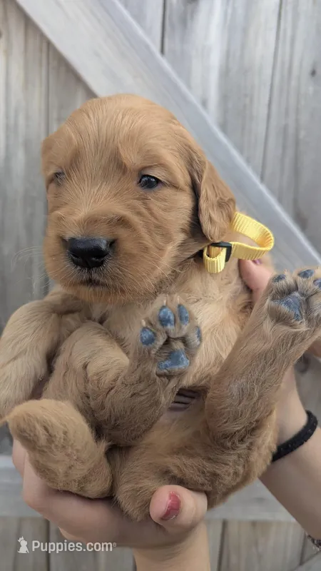Ian – Golden Retriever puppy for sale in San Angelo, TX