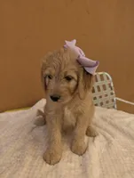 Yoli, a female Goldendoodle and Poodle - Standard  for sale in San Angelo, TX – 5 of 5