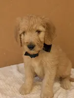 Ian, a male Goldendoodle and Poodle - Standard  for sale in San Angelo, TX – 3 of 4