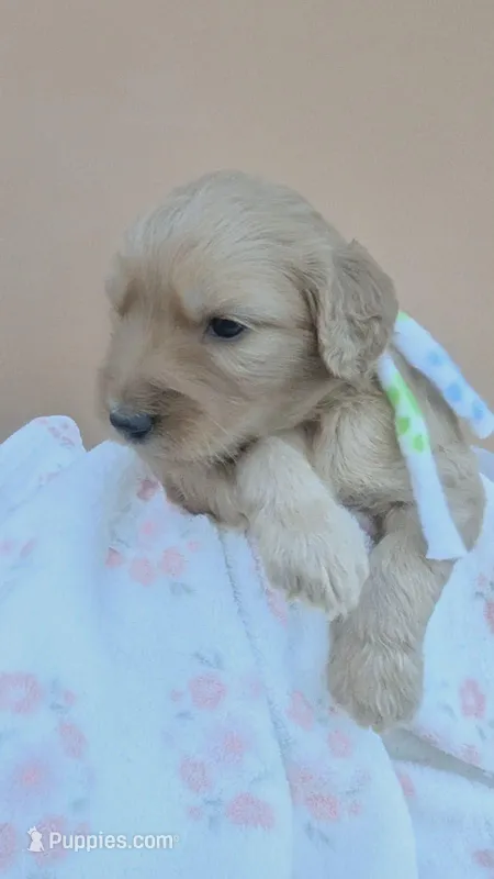 Brandie  – Goldendoodle, Poodle - Standard  puppy for sale in San Angelo, TX