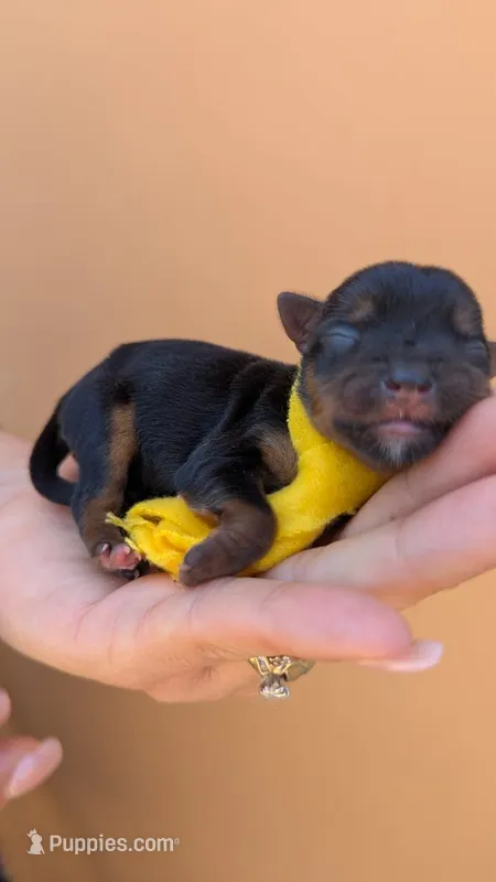 Captain  – Yorkshire Terrier puppy for sale in San Angelo, TX