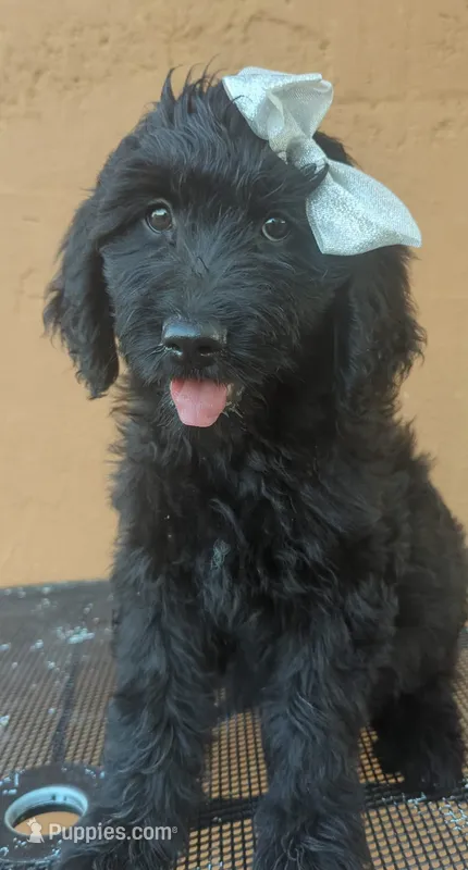 Dayanna  – Goldendoodle, Golden Retriever puppy for sale in San Angelo, TX