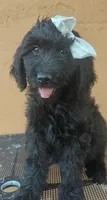 Dayanna , a female Goldendoodle and Golden Retriever for sale in San Angelo, TX – 1 of 4