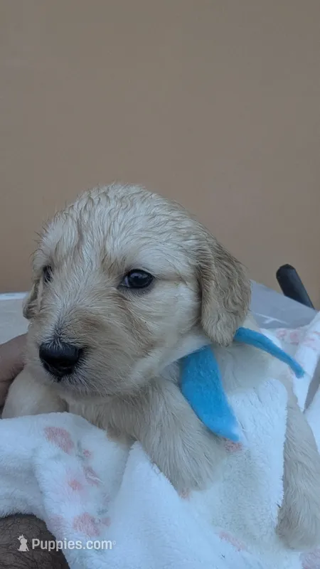 Yolanda  – Goldendoodle, Poodle - Standard  puppy for sale in San Angelo, TX