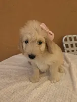Brandie , a female Goldendoodle and Poodle - Standard  for sale in San Angelo, TX – 3 of 4