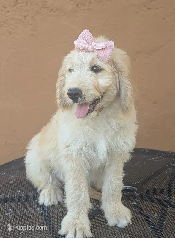 Brandie  – Goldendoodle, Poodle - Standard  puppy for sale in San Angelo, TX