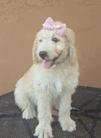Brandie , a female Goldendoodle and Poodle - Standard  for sale in San Angelo, TX – 1 of 5