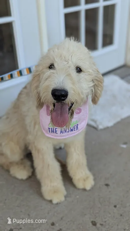 Brandie  – Goldendoodle, Poodle - Standard  puppy for sale in San Angelo, TX