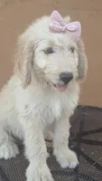 Brandie , a female Goldendoodle and Poodle - Standard  for sale in San Angelo, TX – 3 of 5