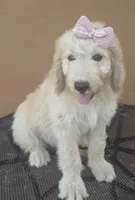 Brandie , a female Goldendoodle and Poodle - Standard  for sale in San Angelo, TX – 4 of 5