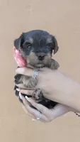 Diana , a female Yorkshire Terrier for sale in San Angelo, TX – 2 of 3