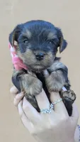 Diana , a female Yorkshire Terrier for sale in San Angelo, TX – 3 of 3