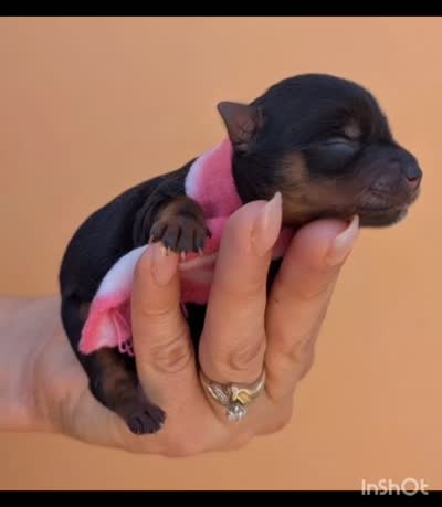 Maximus , a male Yorkshire Terrier for sale in San Angelo, TX – 4 of 4