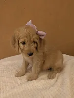 Yoli, a female Goldendoodle and Poodle - Standard  for sale in San Angelo, TX – 4 of 5