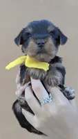 Captain , a male Yorkshire Terrier for sale in San Angelo, TX – 5 of 5