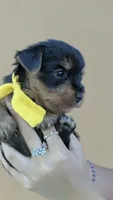 Captain , a male Yorkshire Terrier for sale in San Angelo, TX – 1 of 5
