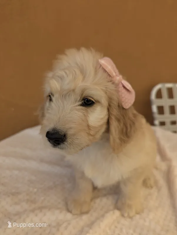 Brandie  – Goldendoodle, Poodle - Standard  puppy for sale in San Angelo, TX