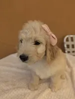 Brandie , a female Goldendoodle and Poodle - Standard  for sale in San Angelo, TX – 1 of 4