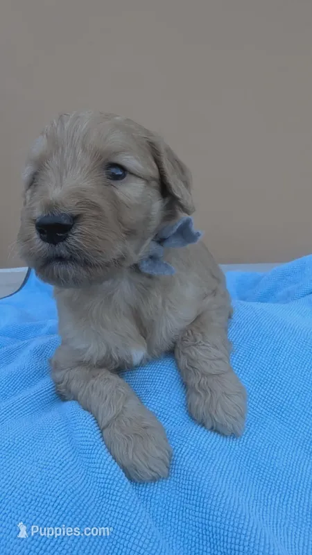 Ian – Goldendoodle, Poodle - Standard  puppy for sale in San Angelo, TX