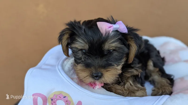 Diana  – Yorkshire Terrier puppy for sale in San Angelo, TX