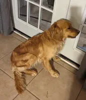 Lulu , a female Golden Retriever for sale in San Angelo, TX – 3 of 3