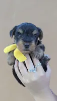 Captain , a male Yorkshire Terrier for sale in San Angelo, TX – 4 of 5