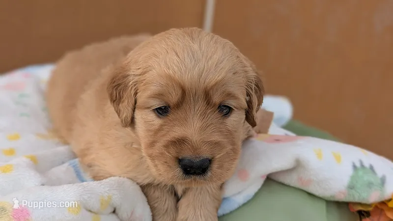 Molly  – Golden Retriever puppy for sale in San Angelo, TX