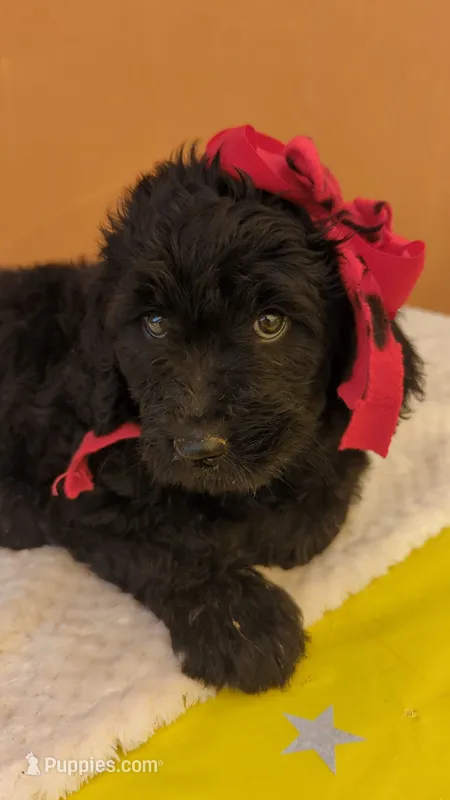 Aurora  – Goldendoodle, Poodle - Standard  puppy for sale in San Angelo, TX