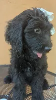 Dayanna , a female Goldendoodle and Golden Retriever for sale in San Angelo, TX – 3 of 4
