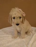 Brandie , a female Goldendoodle and Poodle - Standard  for sale in San Angelo, TX – 4 of 4