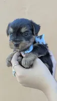 Maximus , a male Yorkshire Terrier for sale in San Angelo, TX – 2 of 4
