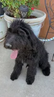 Dayanna , a female Goldendoodle and Golden Retriever for sale in San Angelo, TX – 2 of 4