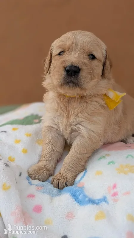 Maggie  – Golden Retriever puppy for sale in San Angelo, TX