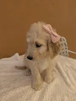 Brandie , a female Goldendoodle and Poodle - Standard  for sale in San Angelo, TX – 2 of 4