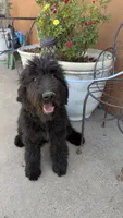 Dayanna , a female Goldendoodle and Golden Retriever for sale in San Angelo, TX – 1 of 4