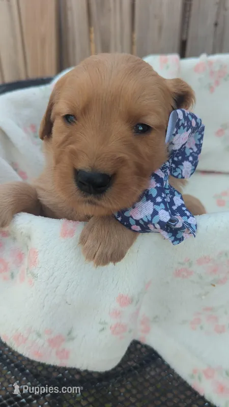 America  – Golden Retriever puppy for sale in San Angelo, TX