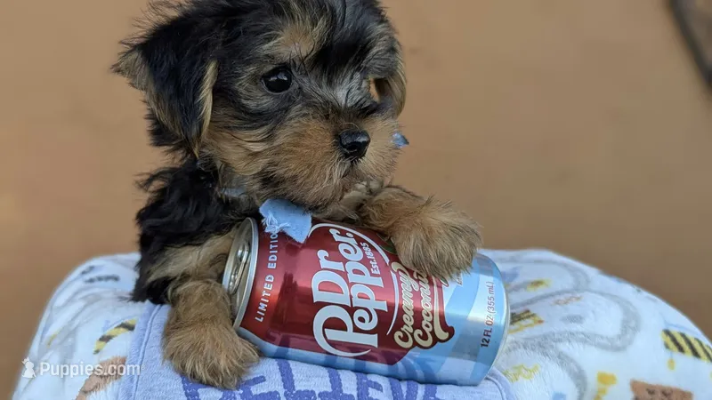 Maximus  – Yorkshire Terrier puppy for sale in San Angelo, TX