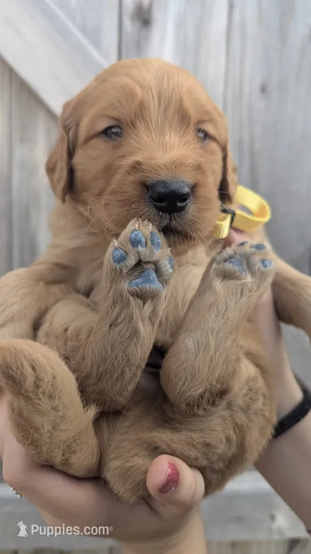 Ivan – Golden Retriever puppy for sale in San Angelo, TX
