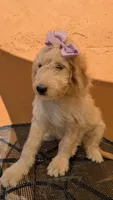 Yoli, a female Goldendoodle and Poodle - Standard  for sale in San Angelo, TX – 3 of 5