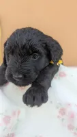 Dayanna , a female Goldendoodle and Golden Retriever for sale in San Angelo, TX – Photo 5 of 5