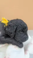 Dayanna , a female Goldendoodle and Golden Retriever for sale in San Angelo, TX – Photo 4 of 5