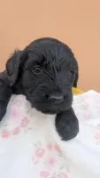 Dayanna , a female Goldendoodle and Golden Retriever for sale in San Angelo, TX – Photo 2 of 5