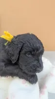 Dayanna , a female Goldendoodle and Golden Retriever for sale in San Angelo, TX – Photo 3 of 5