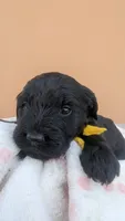 Dayanna , a female Goldendoodle and Golden Retriever for sale in San Angelo, TX – Photo 1 of 5