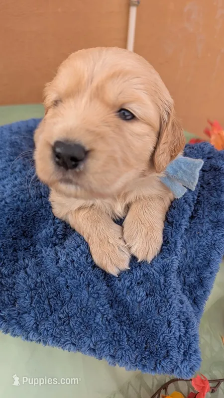 Charlie  – Golden Retriever puppy for sale in San Angelo, TX