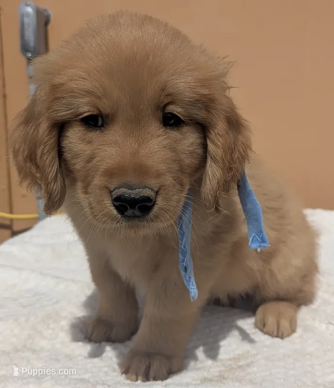 Ivan – Golden Retriever puppy for sale in San Angelo, TX
