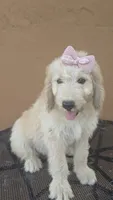 Brandie , a female Goldendoodle and Poodle - Standard  for sale in San Angelo, TX – 2 of 5