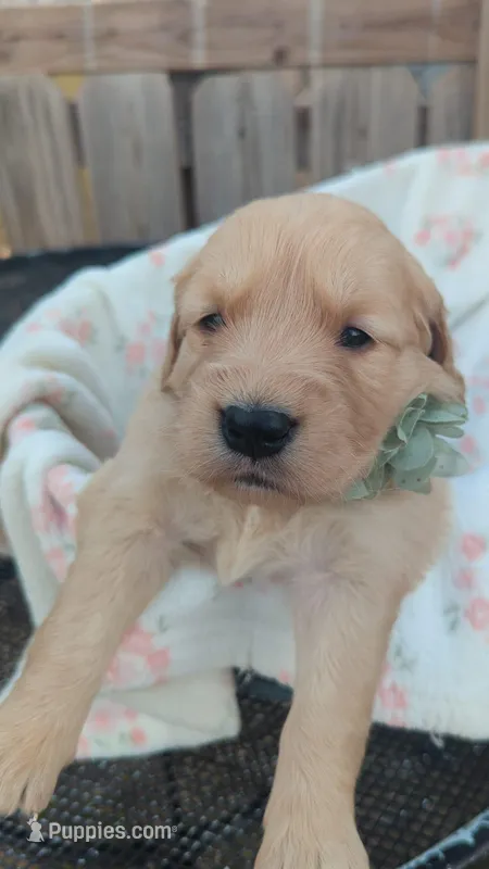 Greeny  – Golden Retriever puppy for sale in San Angelo, TX