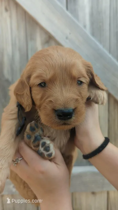 Allan , a male Golden Retriever for sale in San Angelo, TX – Photo 1 of 1