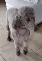 Oreo, a female Poodle - Standard  for sale in San Angelo, TX – 2 of 3